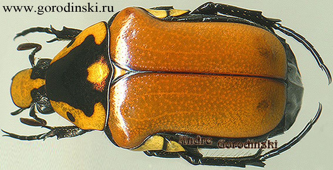cetoniidae/Campsiura ochraceipennis.jpg